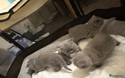 British Shorthair cats for sale: British Shorthair kittens Lilac/Blue 3 Girls 1 Boy - Image 34