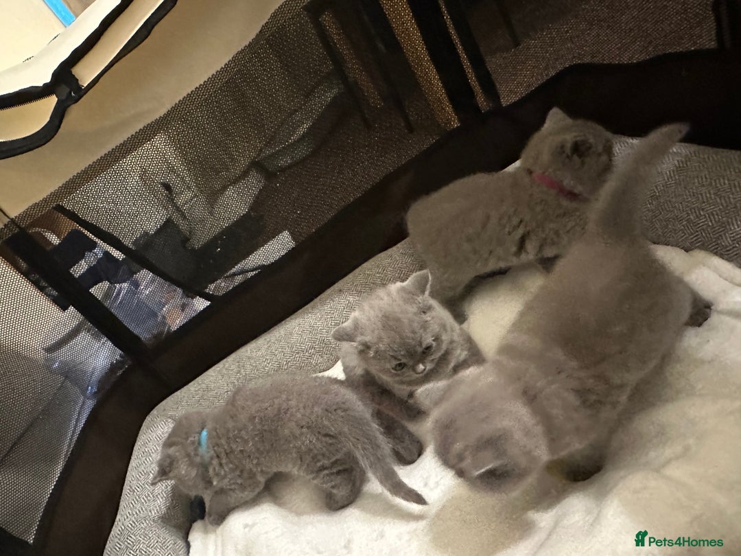 British Shorthair cats for sale: British Shorthair kittens Lilac/Blue 3 Girls 1 Boy - Image 34