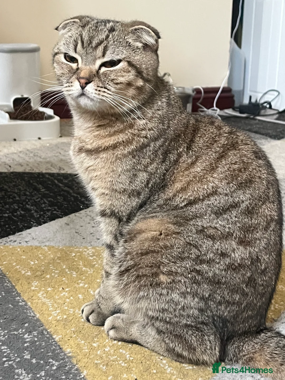 Scottish Fold cats for sale: Stunning Female Scottish Fold - Advert 2