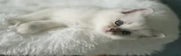 Ragdoll cats for sale: GCCF Registered Ragdoll kittens- 2 neutered boys - Advert 7