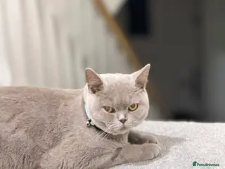 British Shorthair cats Qaswa - Advert 16