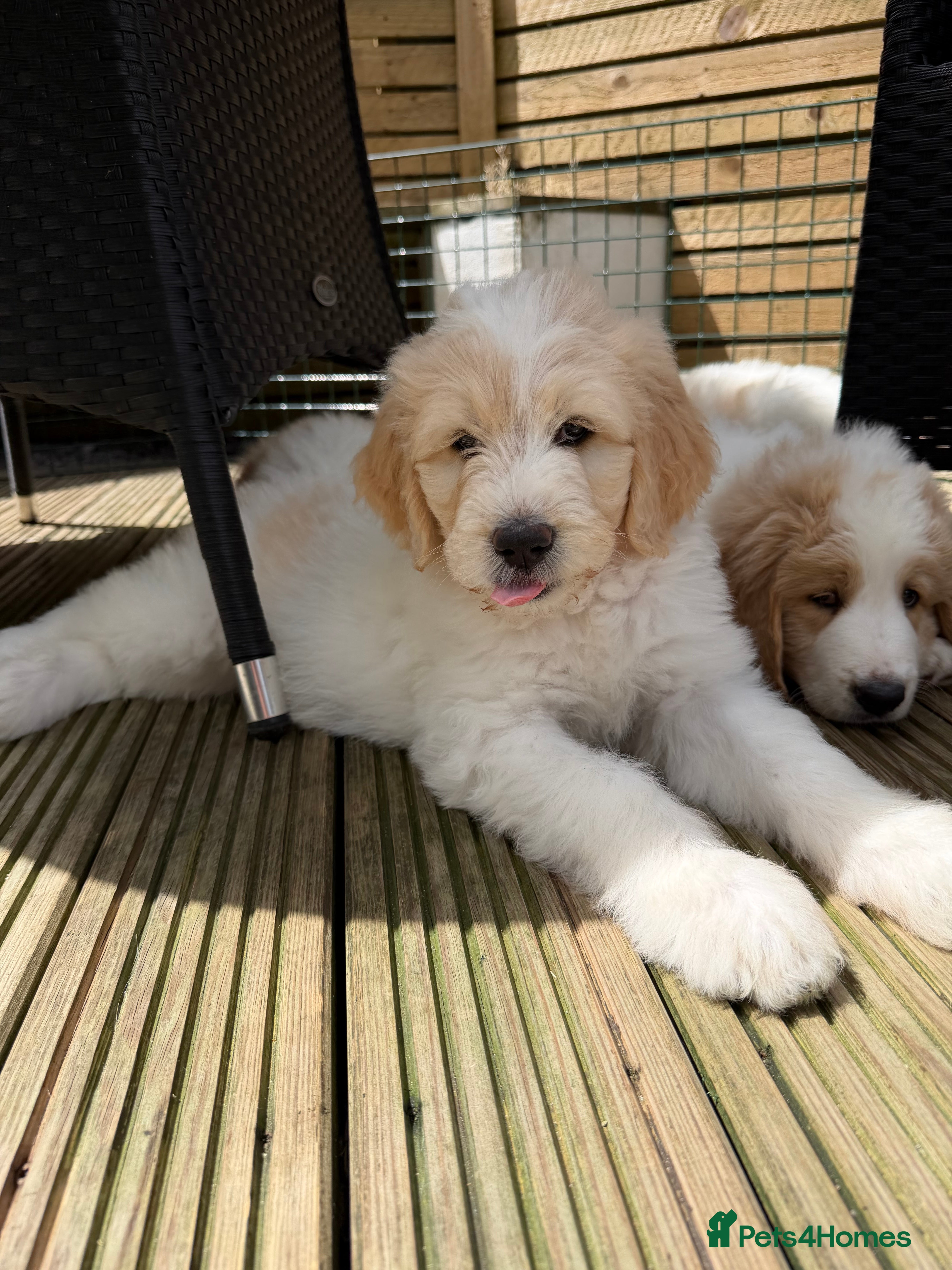 Mixed Breed dogs Golden Doodle X Pyrenees Puppies Ready next week.  - Advert 2