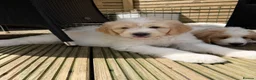 Mixed Breed dogs for sale: Golden Doodle X Pyrenees Puppies Ready next week.  - Advert 2