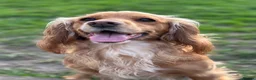 Cocker Spaniel dogs for sale: WC Spaniels  - Advert 1