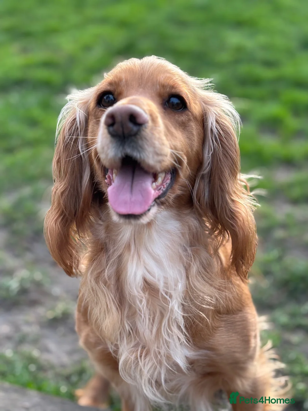 Cocker Spaniel dogs for sale: WC Spaniels  - Advert 1