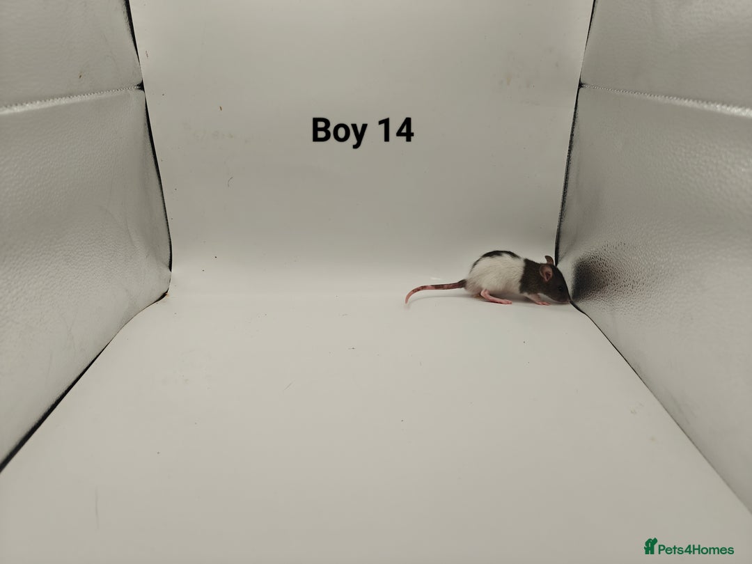 Rat rodents for sale: DEC: 24 Rats (5 Rats: 3 Boys & 2 Girls Left) - Advert 14
