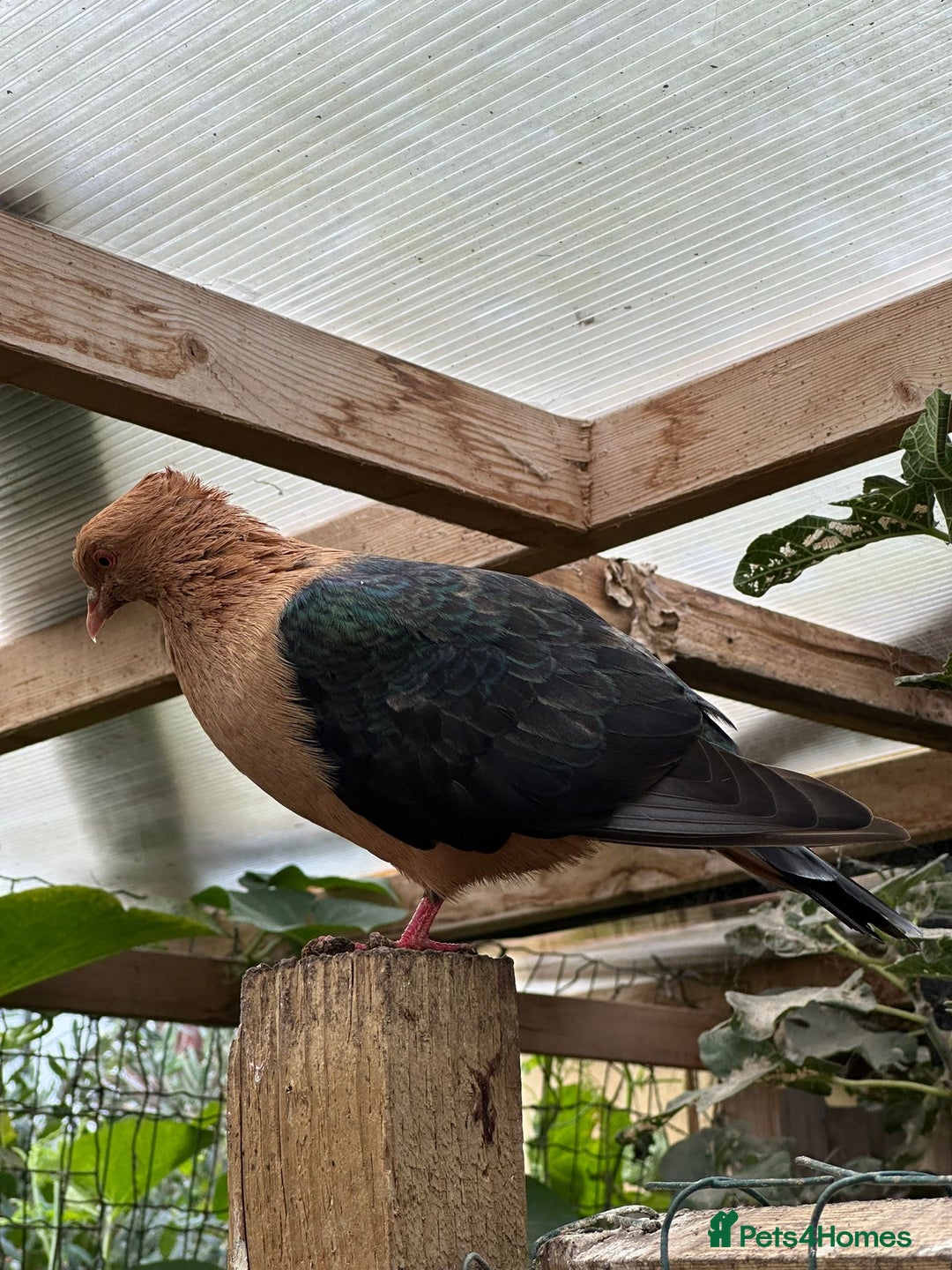 Pigeons birds for sale: Male Archangel pigeon  - Advert 2