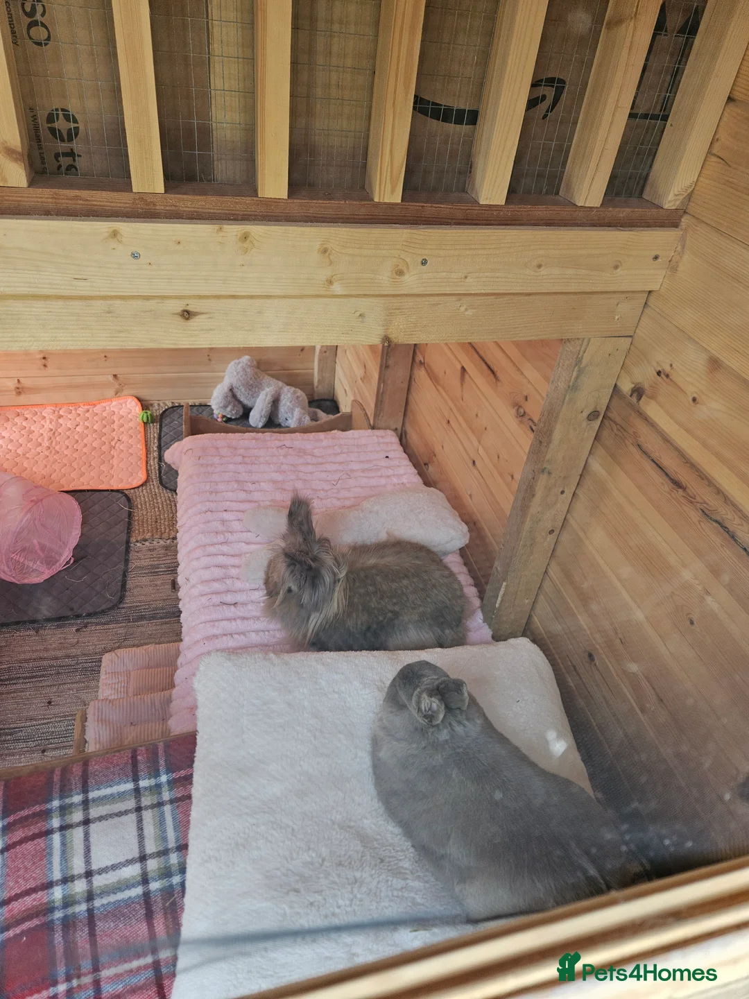 Lionhead rabbits for sale: 2 female spayed rabbits - Advert 9