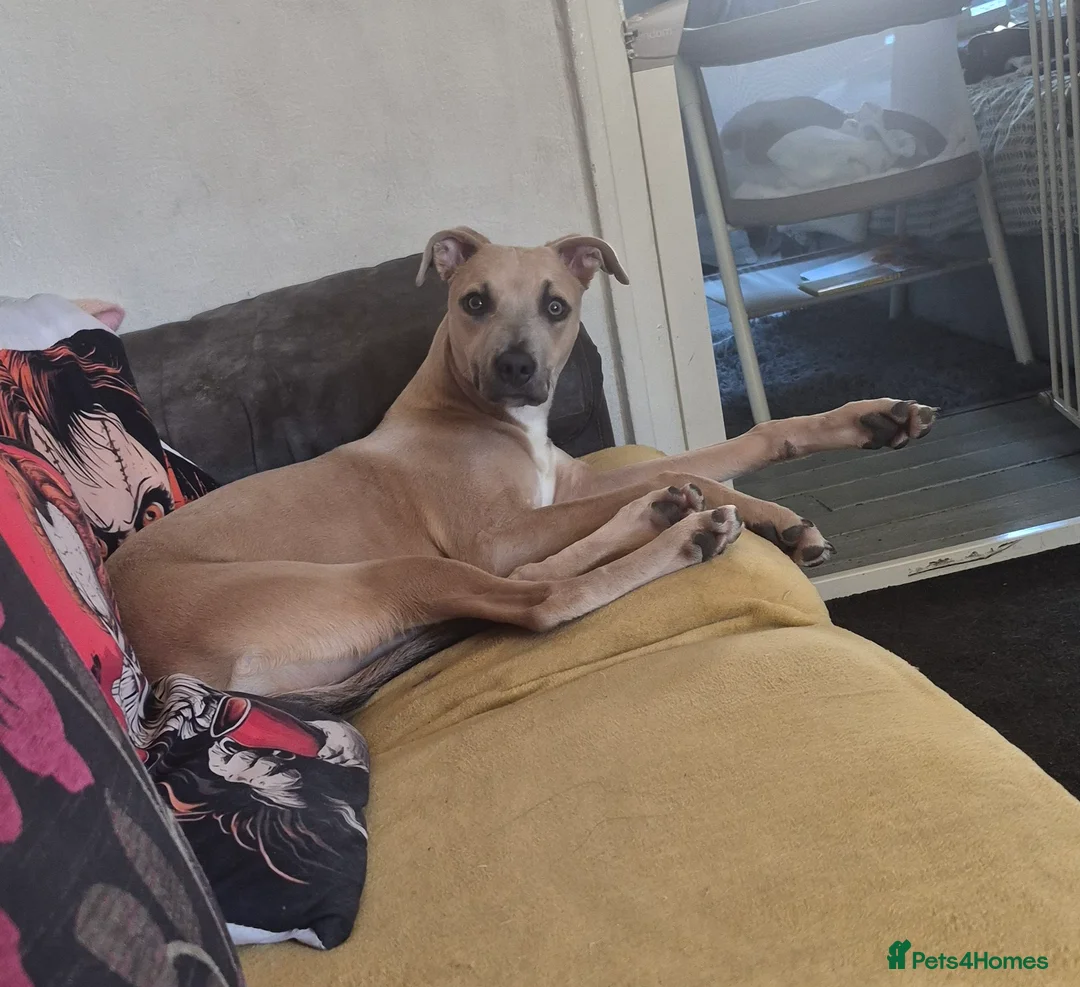 Lurcher dogs for sale: Lurcher bitch pup 7 months old  in Colne - Advert 2