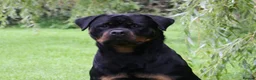 Rottweiler dogs for sale: Excellent Pedigree Dog Puppy - Advert 6