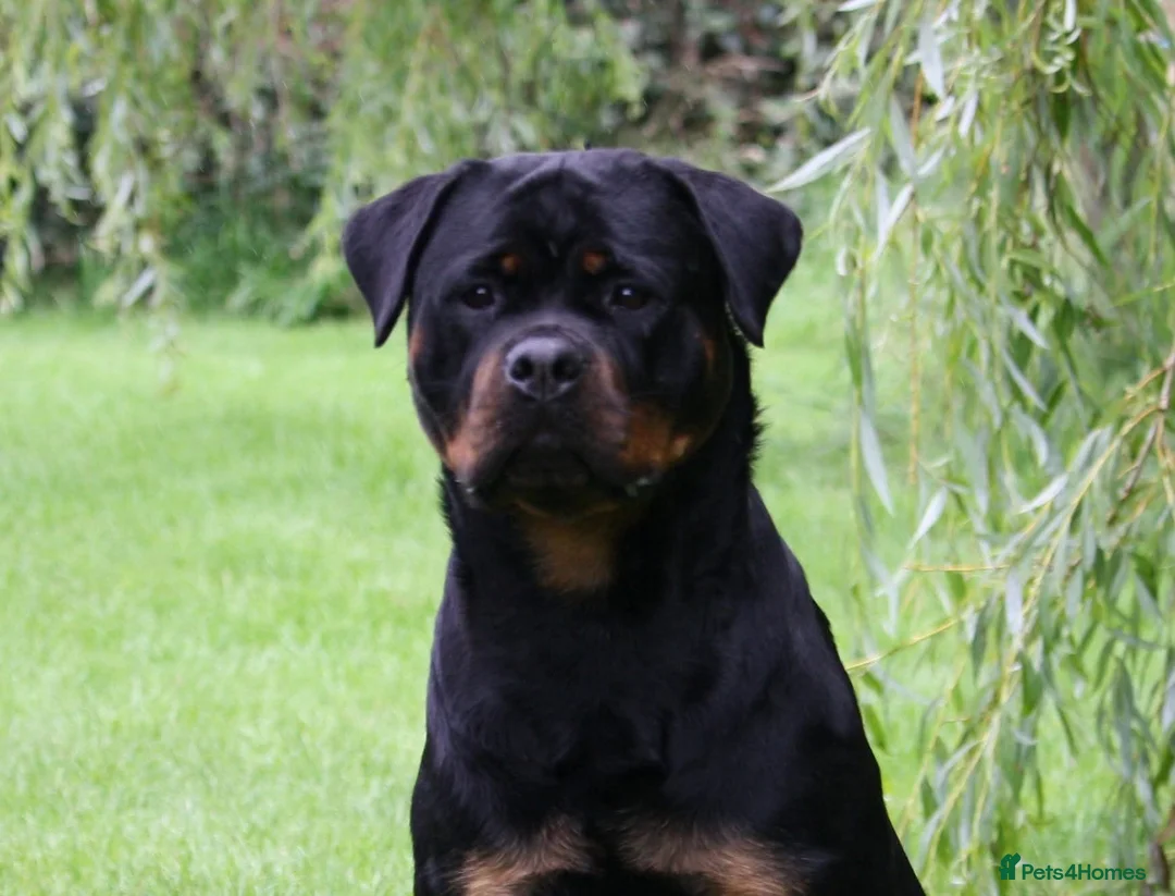 Rottweiler dogs for sale: Excellent Pedigree Dog Puppy - Advert 6