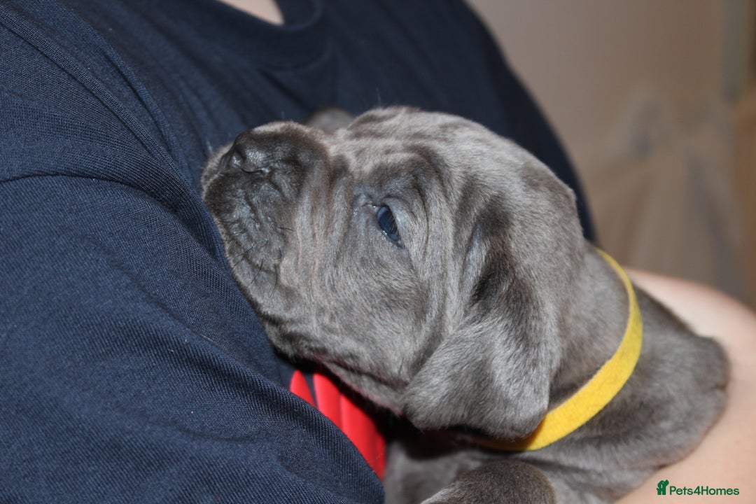 Cane Corso dogs for sale: Cane Corso Puppies from Exceptional Bloodlines, - Advert 40