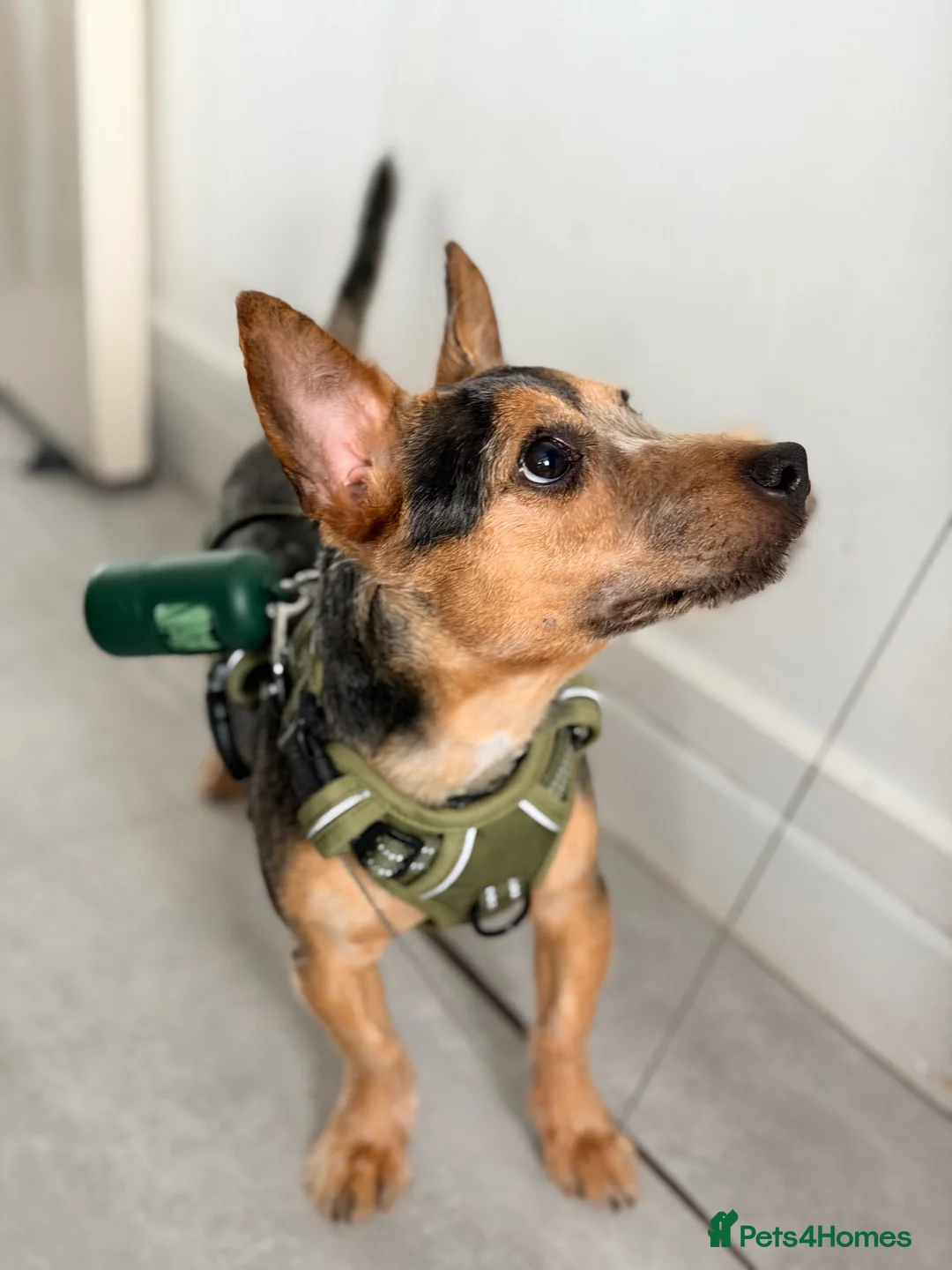 Jack Russell dogs for sale: Lovely Friendly Dog – Chase, Great with Children in Southampton - Advert 2