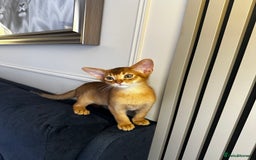 Abyssinian cats for sale: Pure Abyssinian kittens 💝 - Image 6