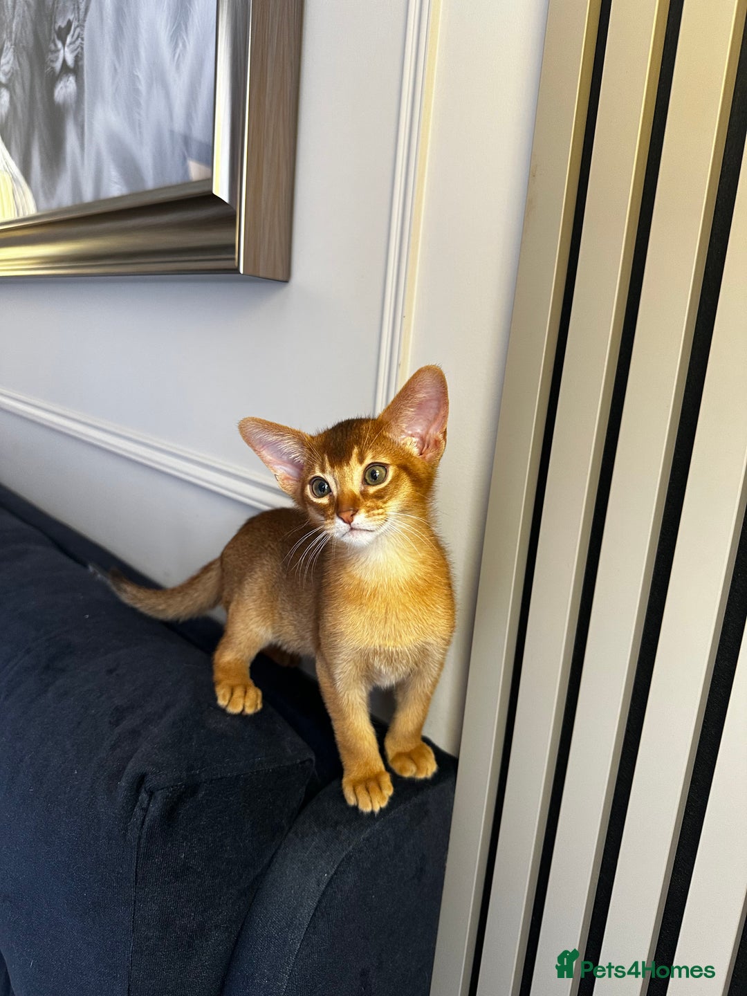 Abyssinian cats for sale: Pure Abyssinian kittens 💝 - Image 6