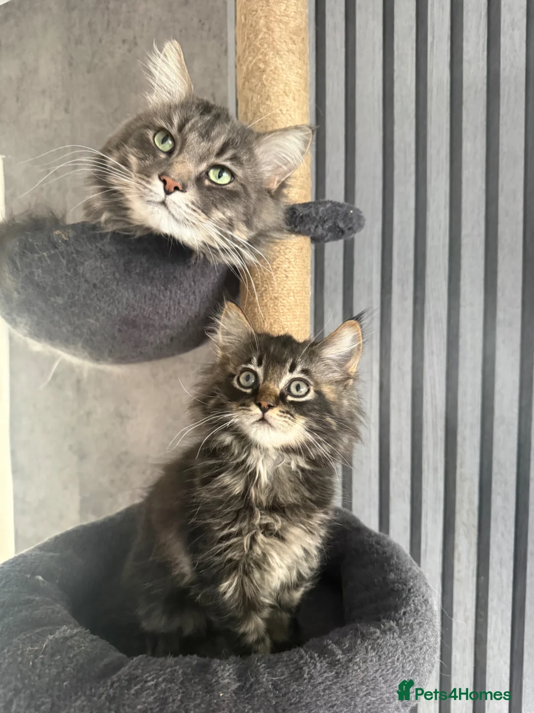 Maine Coon cats for sale: Maine coon kitten  - Advert 6
