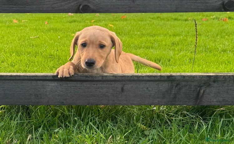 Labrador Retriever dogs - Advert 10