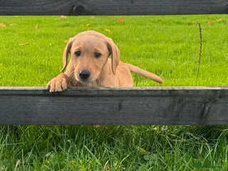 Labrador Retriever dogs - Advert 24