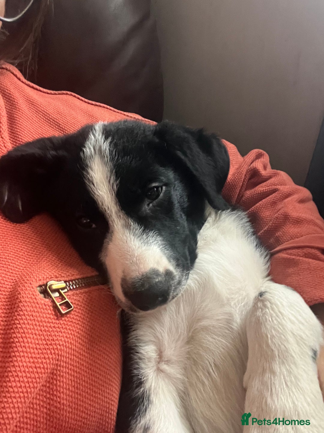 Border Collie dogs for sale: Male Collie *massively reduced price* - Advert 1