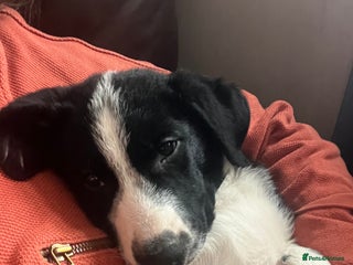 Border Collie dogs Male Collie *massively reduced price* - Advert 1