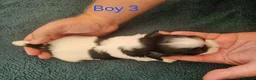 Havanese dogs for sale: Stunning Havanese Puppies - Advert 15