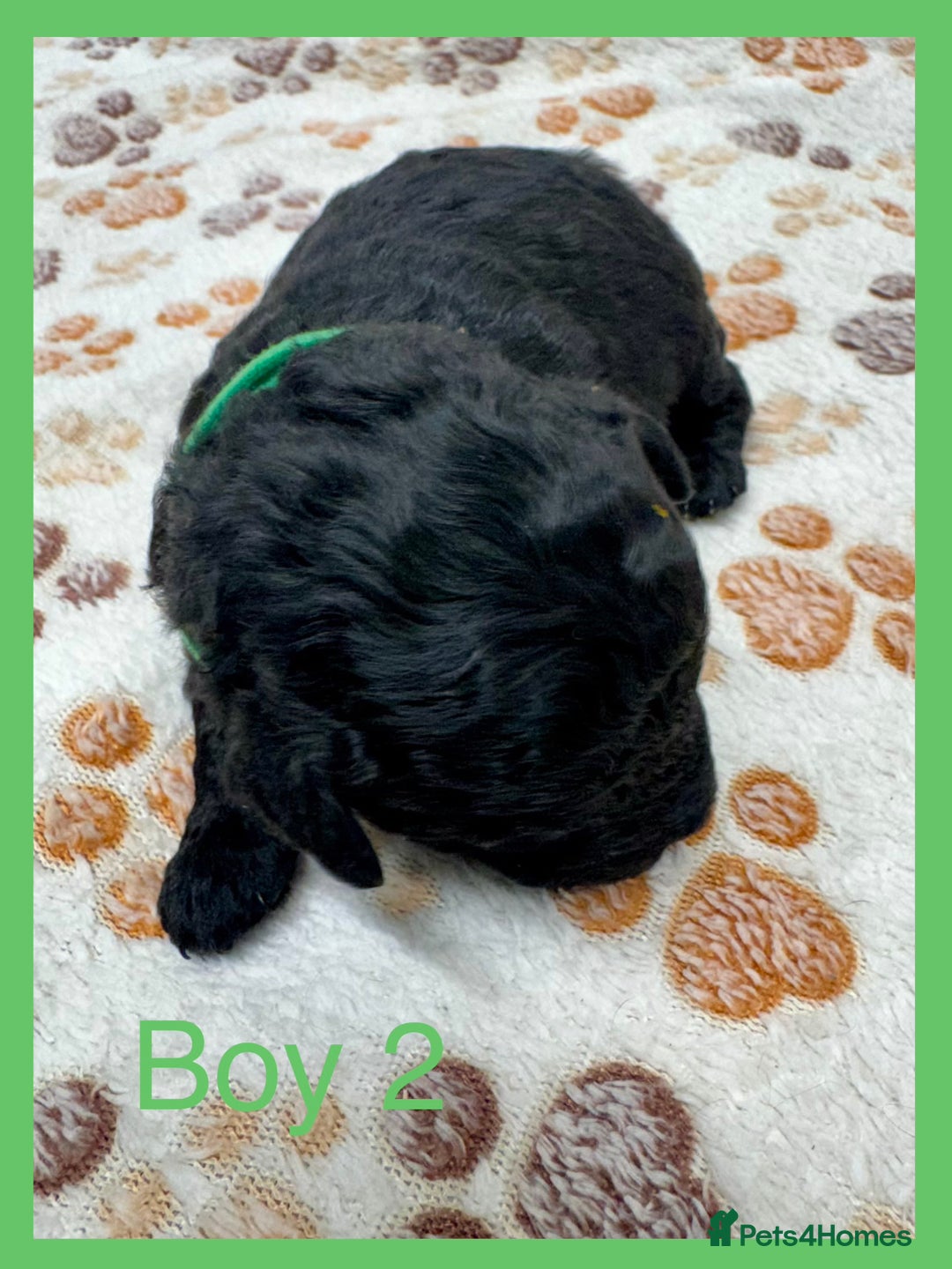 Cockapoo dogs for sale: Outstanding F1b Cockapoo Fully Health Tested  - Advert 22