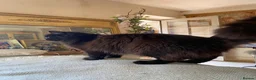 Siberian cats for sale: 3 Adorable Siberian Kittens Available - Advert 2