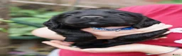 Sprocker dogs for sale: Joyful Sprocker Puppies for Sale - Advert 21