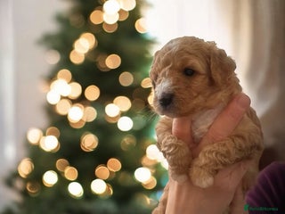 Australian Labradoodle dogs Australian Labradoodle - Advert 2