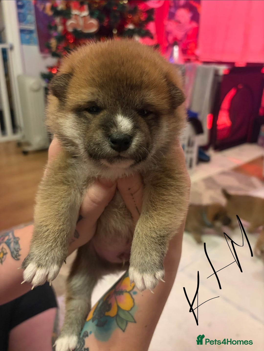 Japanese Shiba Inu dogs for sale: Japanese Shiba Inu puppies  - Advert 2