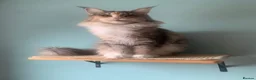Maine Coon cats for sale: ACTIVE REG Blue Tortie and White FEMALE - Advert 3