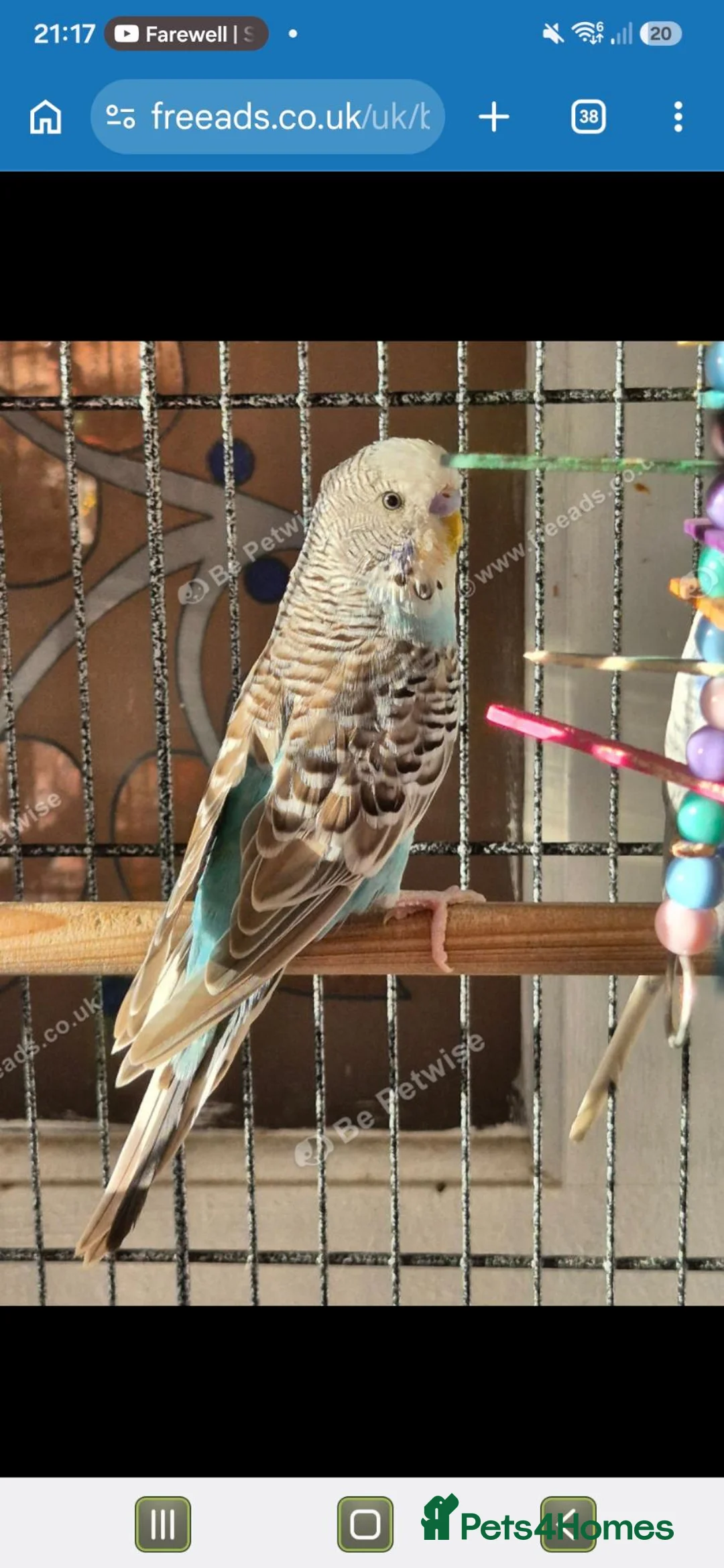 Budgerigars birds for sale: 2 male budgies for sale - Advert 3