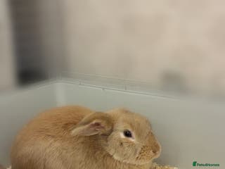 English Lop rabbits Female English Lop - Advert 2