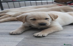 Goldador dogs for sale: Beautiful Goldador Puppies in Garndolbenmaen - Image 20