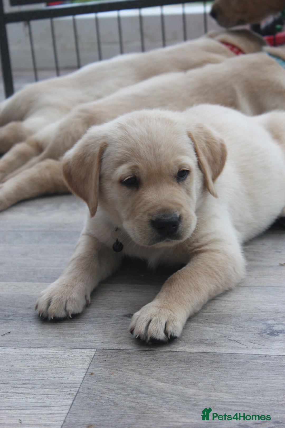 Goldador dogs for sale: Beautiful Goldador Puppies in Garndolbenmaen - Image 20