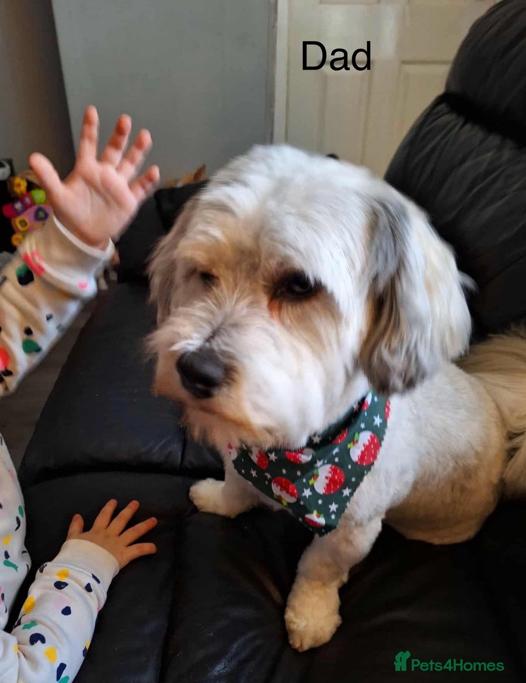 Mixed Breed dogs for sale: Beautiful Lhasa Apso X Bichon Frise puppies. - Image 11