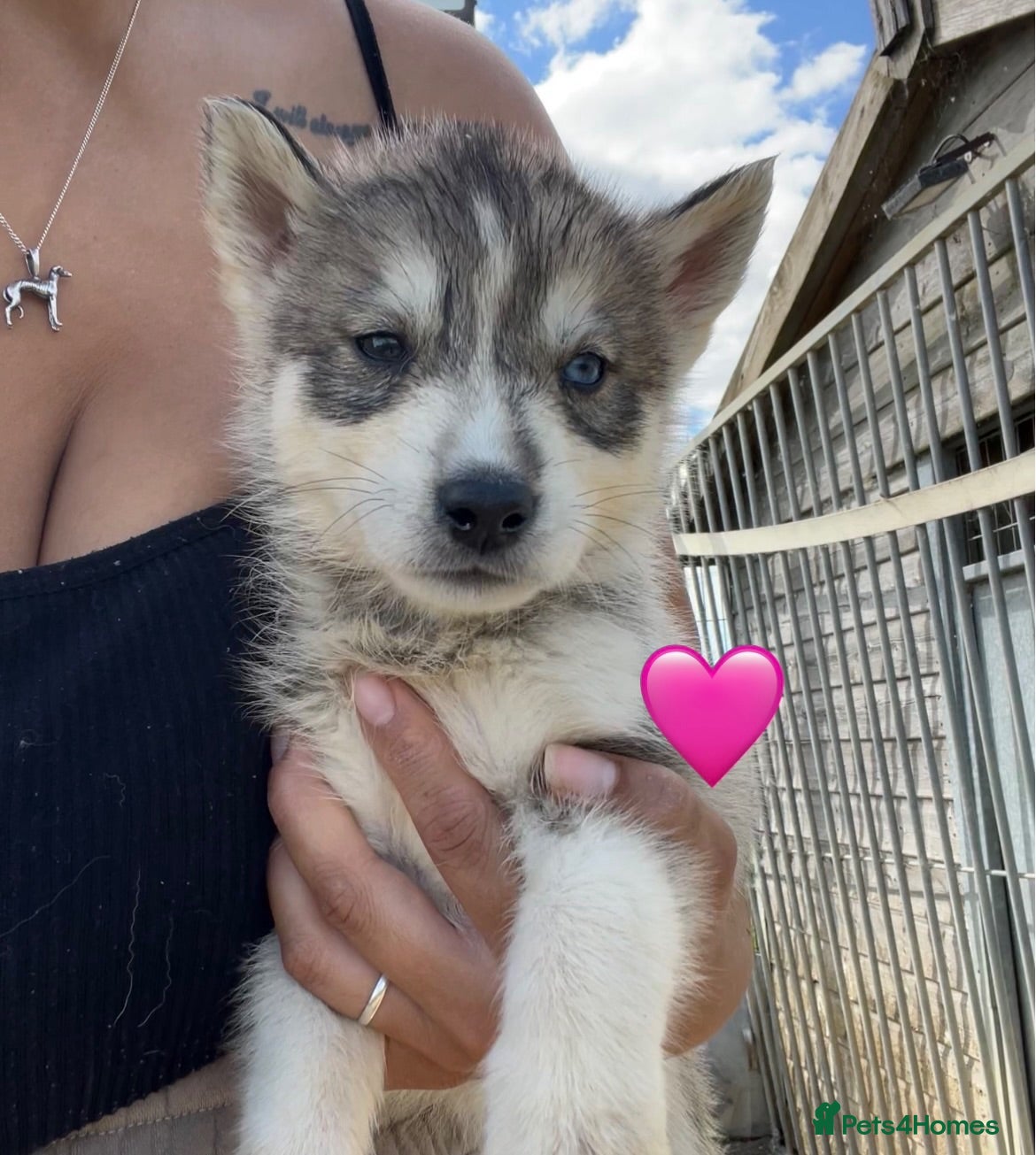 Siberian Husky dogs Outstanding KC Registered Puppies - Advert 6