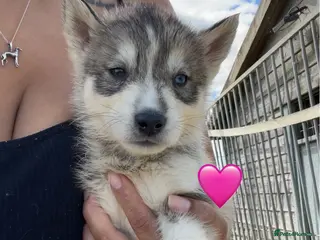 Siberian Husky dogs Outstanding KC Registered Puppies - Advert 6