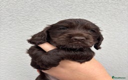 Cocker Spaniel dogs for sale: beautiful KC show cocker spaniel puppies  - Image 5