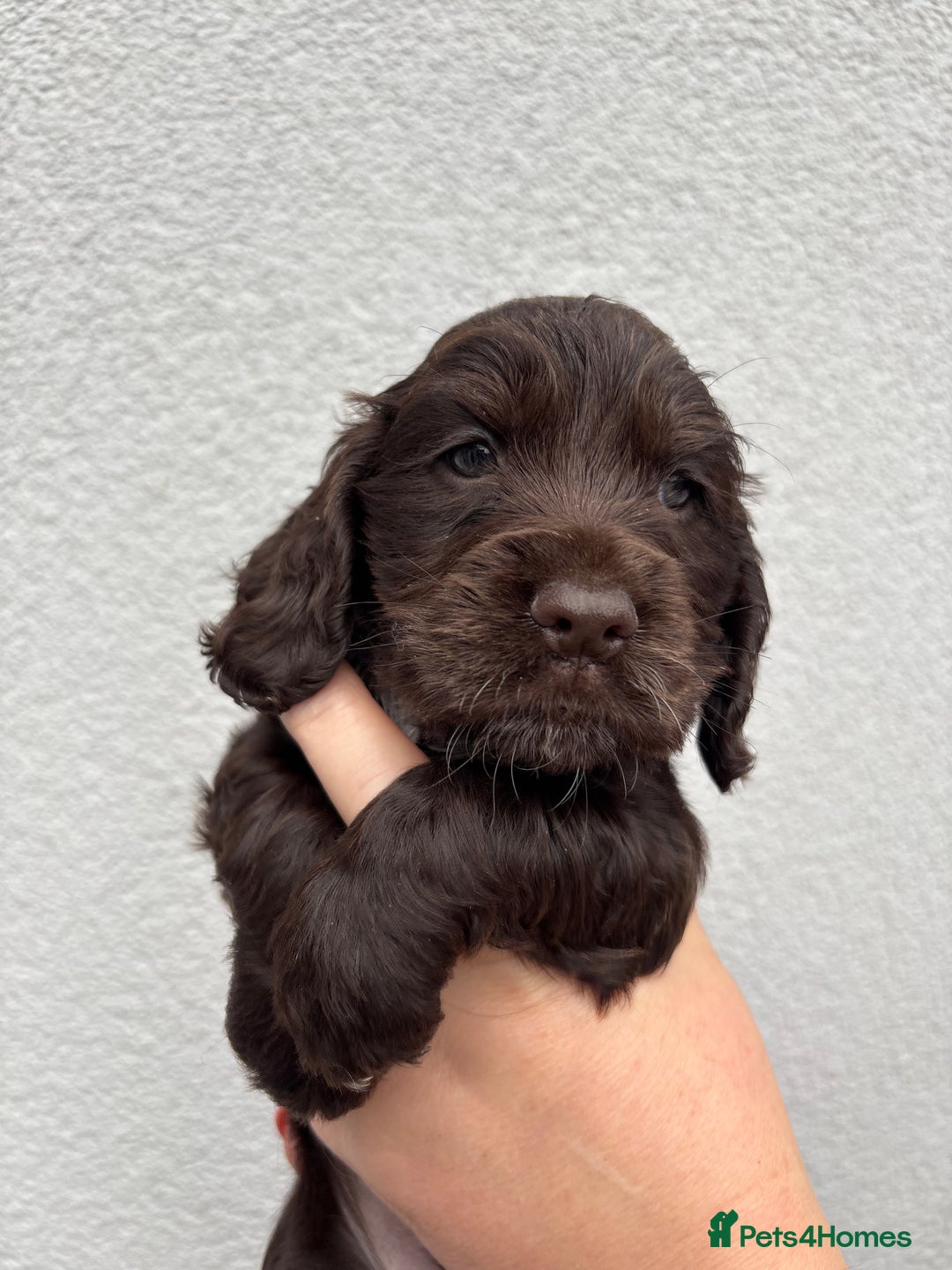 Cocker Spaniel dogs for sale: beautiful KC show cocker spaniel puppies  - Image 5