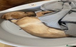 Labrador Retriever dogs for sale: Labrador puppy looking for her forever home - Image 6