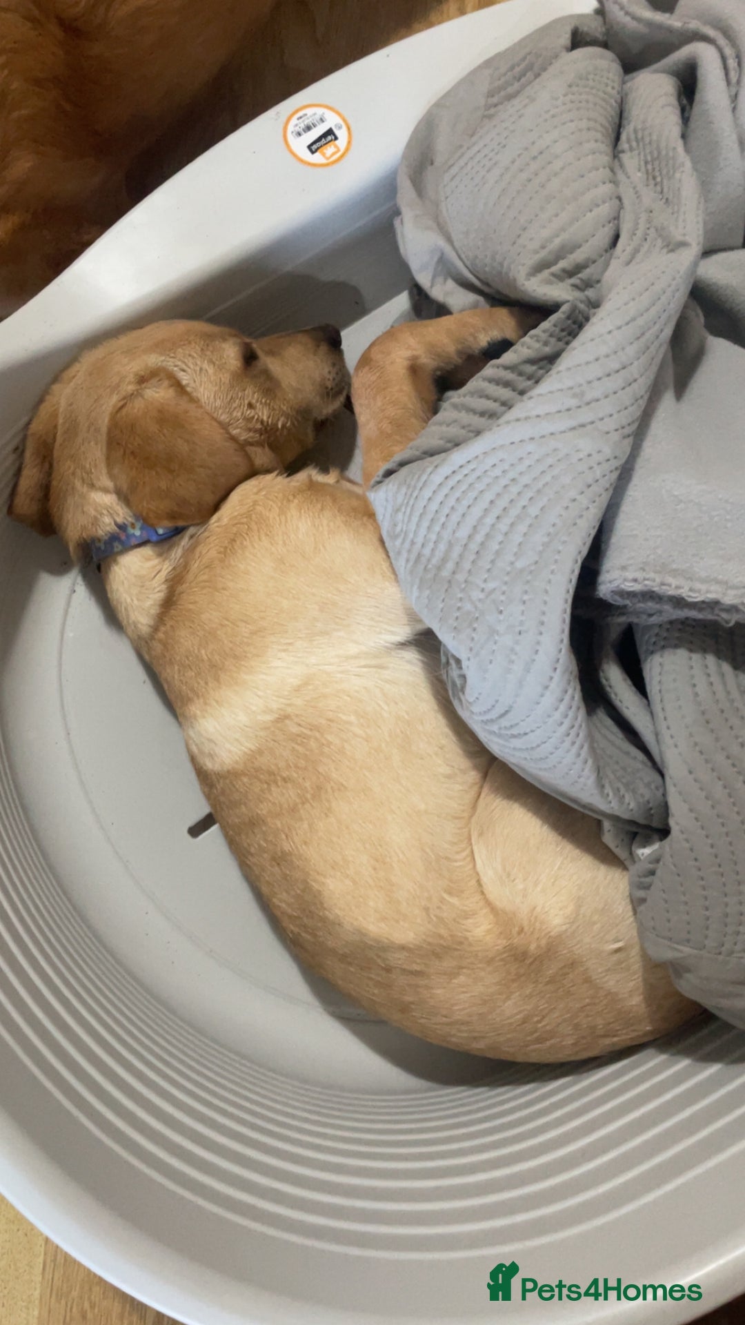 Labrador Retriever dogs for sale: Labrador puppy looking for her forever home - Image 6