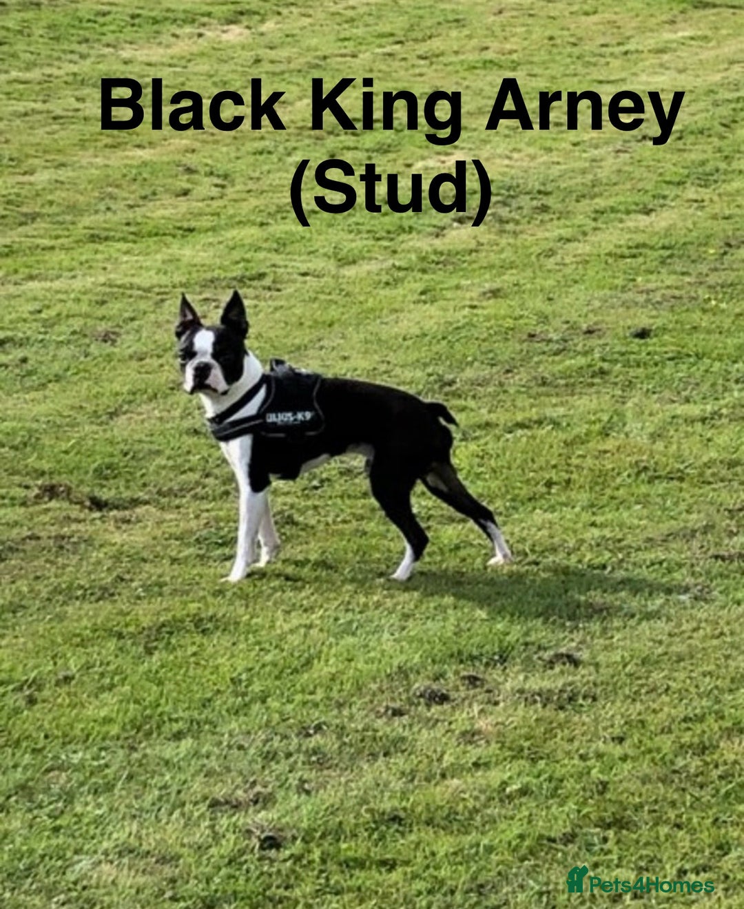 Boston Terrier dogs for sale: Champ bloodline (KC) Boston Terrier pups 💕 - Image 24