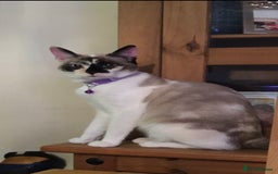 Mixed Breed cats for sale: Two adult cats for sale  - Image 6