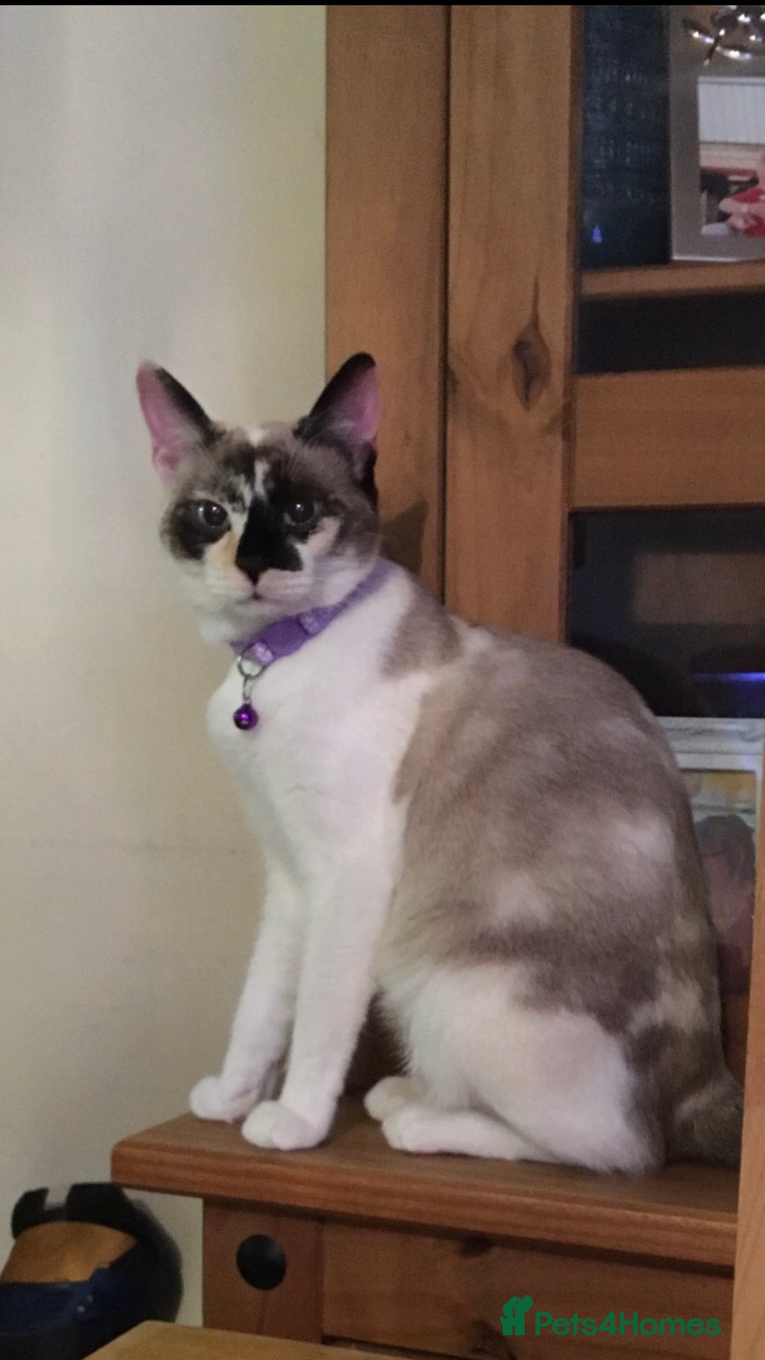 Mixed Breed cats for sale: Two adult cats for sale  - Image 6