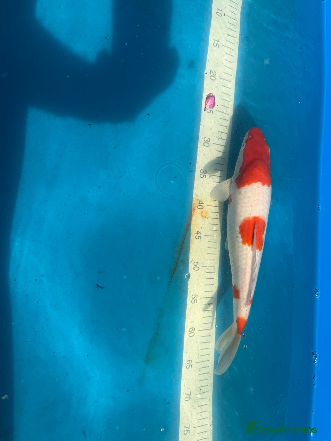 Koi Carp fish for sale: Various koi carp for sale  - Image 11