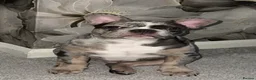 French Bulldog dogs for stud: Chunky grey Merle French bulldog for stud - Advert 2