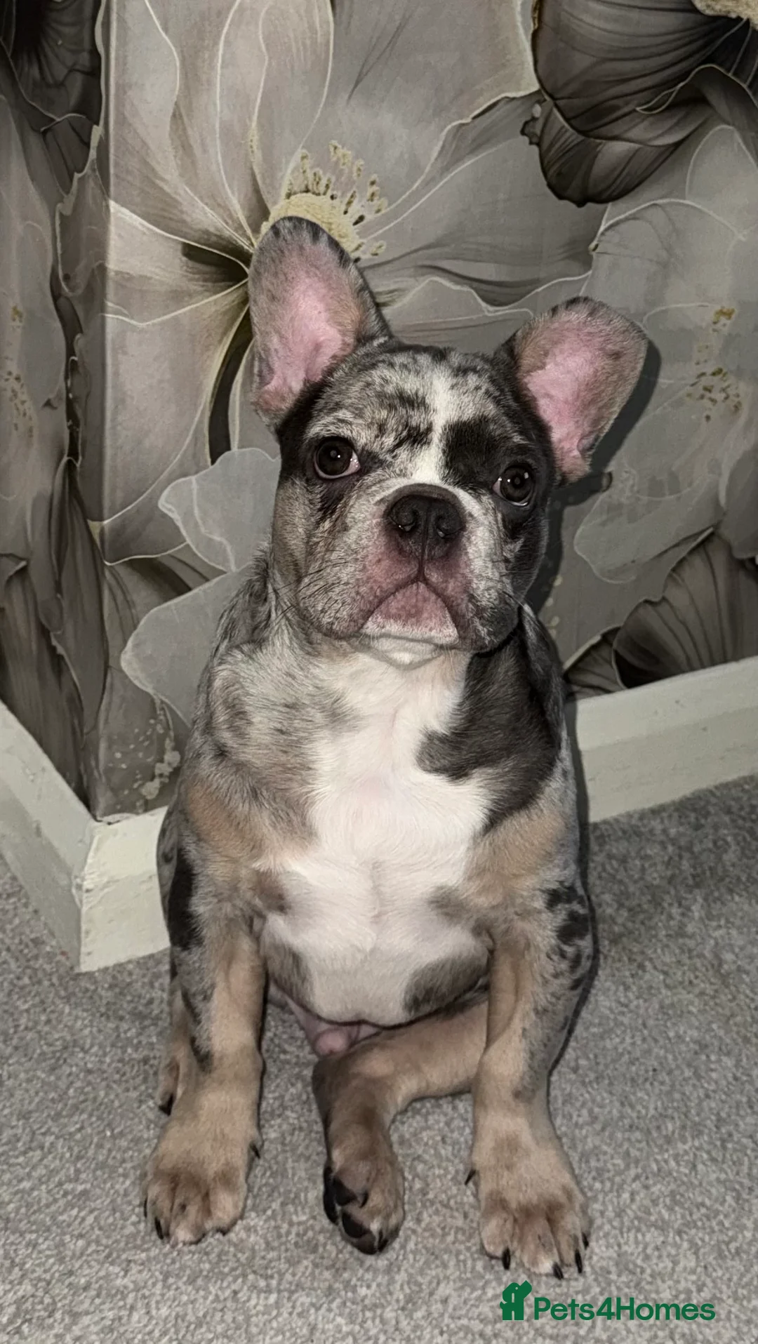 French Bulldog dogs for stud: Chunky grey Merle French bulldog for stud - Advert 2