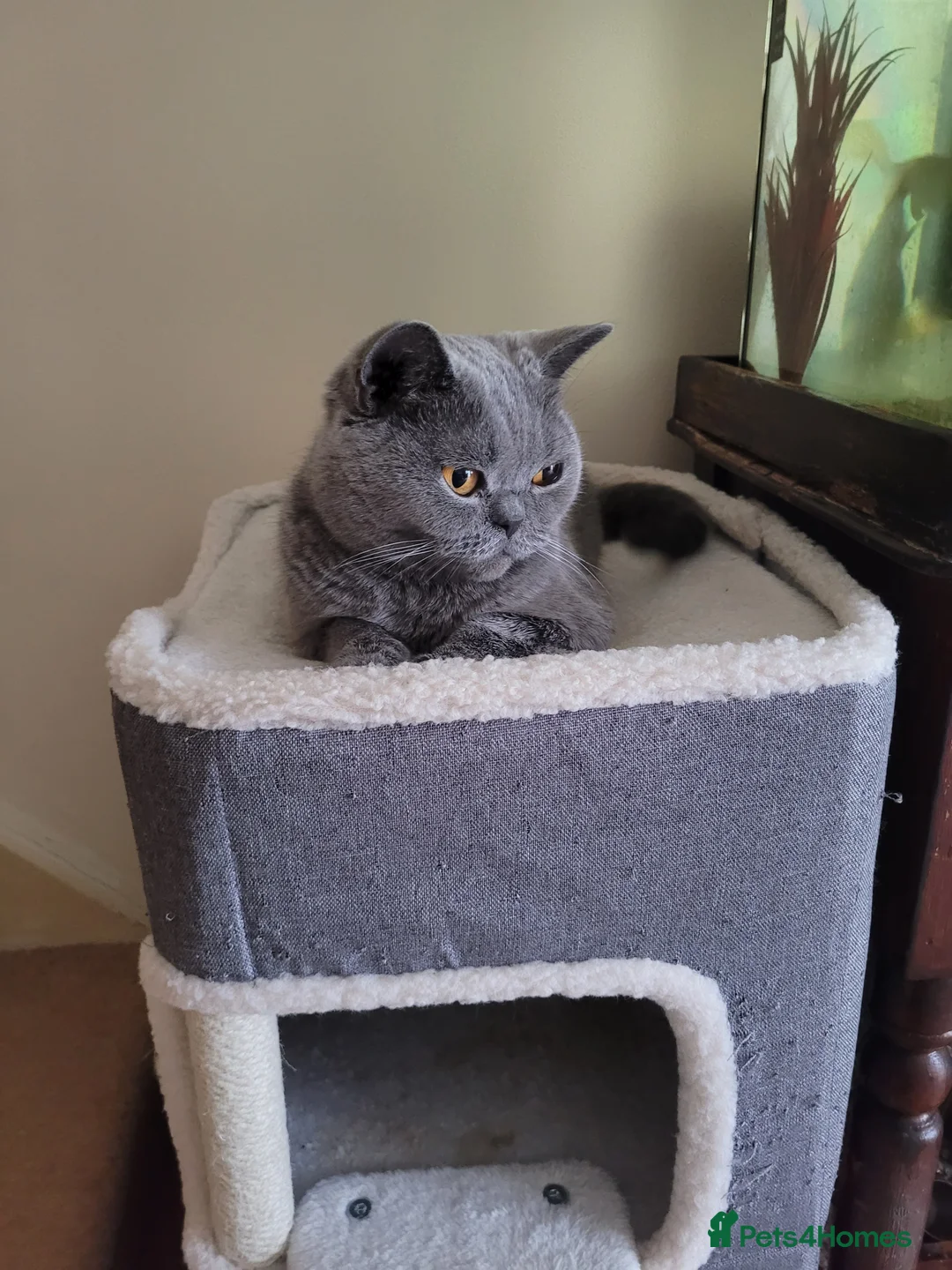 British Shorthair cats for sale: British Shorthair Mixed Litter - Advert 8