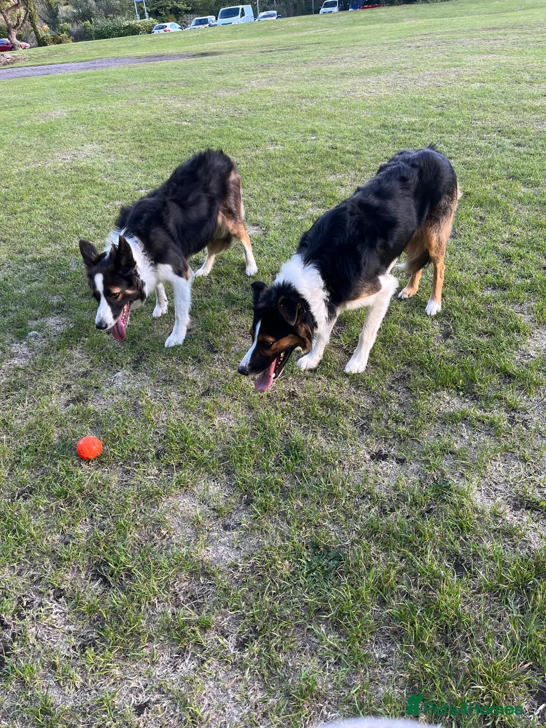 Border Collie dogs for sale: Adorable Border Collies for Sale - Advert 3